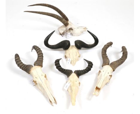 Antlers/Horns: A Selection of African Hunting Trophy Skulls, circa 1991,  a varied selection of African hunting trophies to i
