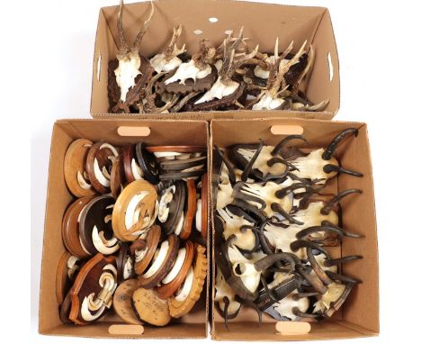 Antlers/Horns/Tusks: European Hunting Trophies, circa late 20th century, twenty five various sized sets of European Wild Boar