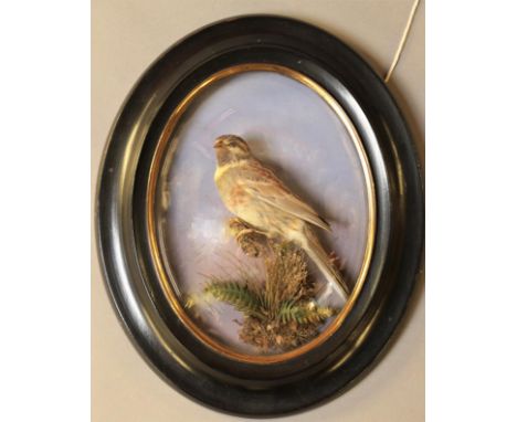 Taxidermy: A Late Victorian Oval Wall Domed Cirl Bunting (Emberiza cirlus), circa 1880-1900, a full mount adult male, perched