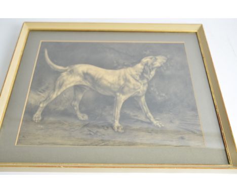 A pencil study of a working dog,  the hound 'drawn by J.R. White', framed and glazed, internal dimensions 36cm x 46cm 
