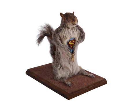 Taxidermy.  A comical study of a grey squirrel unzipping to reveal a Superman logo, 30cms high.