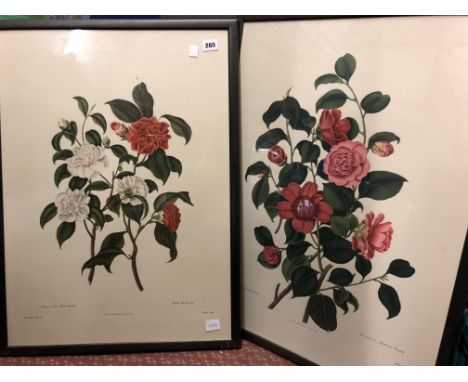 PRINTS OF BOTANICAL STUDIES F/G (5)