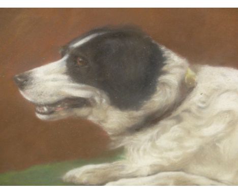 PORTRAIT OF A BORDER COLLIE, SIGNED AND DATED INDISTINCTLY, PASTEL.   33 x 38cms.