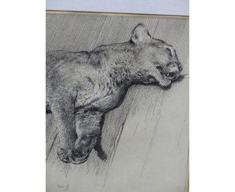 A. HUGH FISHER.   PORTRAIT OF A LION CUB, PENCIL SIGNED ETCHING.   29 x 21cms.