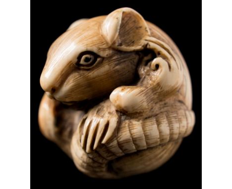 A Japanese carved ivory netsuke of a curled up rat: its tail wrapped around its back, signed, 3.75cm. high.