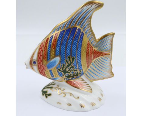 Royal Crown Derby first quality limited edition pacific angel fish, 1048/2500, with gold stopper, H: 12 cm, no cracks or chip