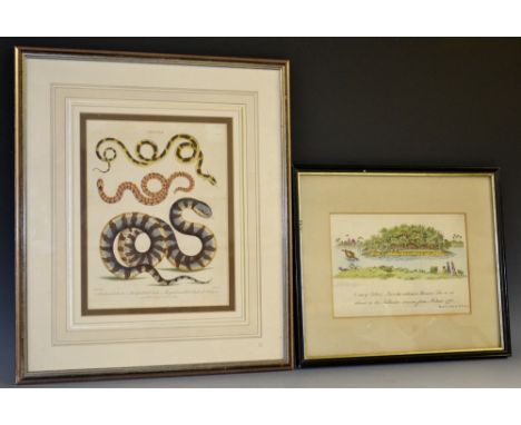Natural History - J. Pass (act. 1793-1828) after Albertus Seba (1665-1736), Anguis: 1. The horned Snake, 2. The tefsellated S