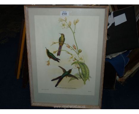 A framed J. Gould &amp; W. Hart Lithograph depicting Sparganura Glyceria.