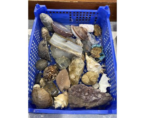 An assorted collection of specimens and minerals, to include ammonite fossils, cowrie shell and crystal agates