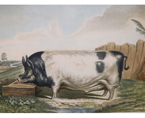 After Edwin Landseer. A British Boar, coloured print, in maple frame, 44cm x 36cm. 
