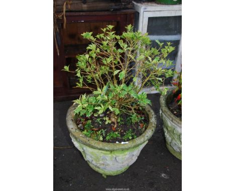 A large concrete planter with a variegated holly, 2' diameter x 18" high.