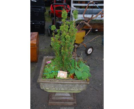 A square concrete planter on stand, with Taxus David Yew, 20" square x 18" high.
