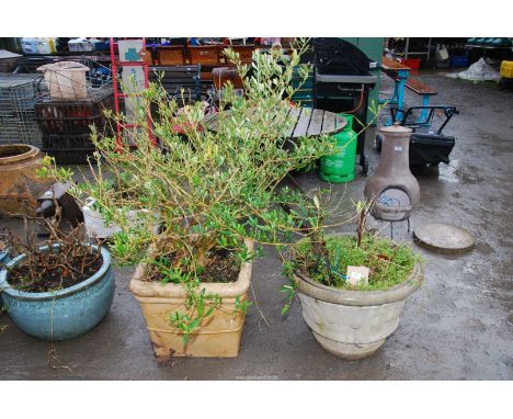A circular concrete planters and a square clay planter with shrub.