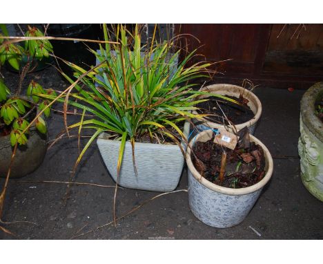 A pair of ceramic planters, plus a plastic planter with plant.