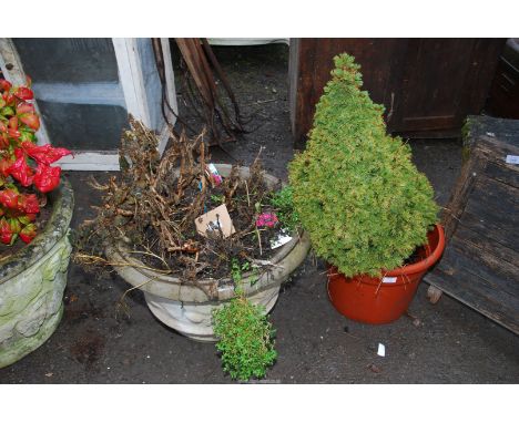 A concrete planter (23" diameter x 16"), plus another with a conifer.