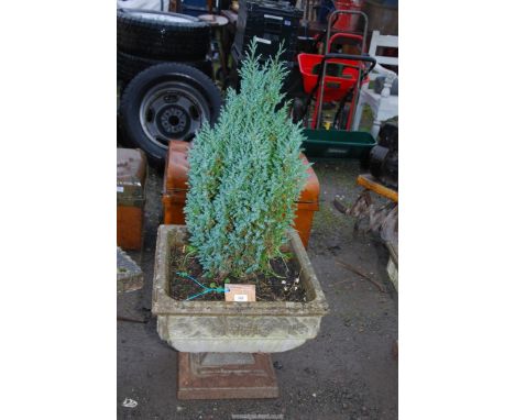 A square concrete planter on stand, with a conifer, 20" square x 18" high.