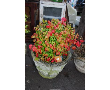 A large concrete planter with a shrub, 2' diameter x 18" high.