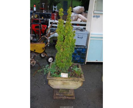 A square concrete planter on stand, with a Taxus David yew, 20" square x 18" high.
