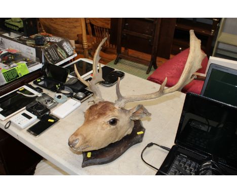 A hunting trophy of a stag