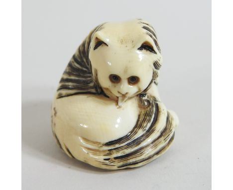 A Japanese carved ivory netsuke, in the form of a cat preening itself, 3cm high