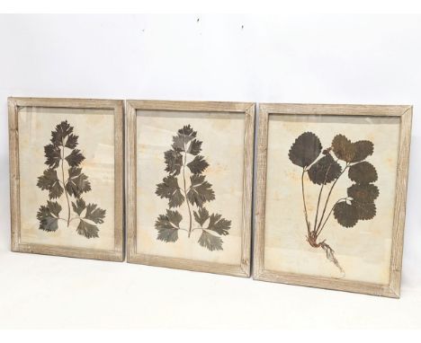 A set of 3 vintage botanical prints. Reframed. 42x54cm 