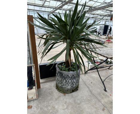 A CEMENT FIBRE PLANTER (A/F) WITH AN ESTABLISHED YUCCA PLANT 
