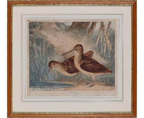 C. TURNER (1774-1857)
'Snipes' and 'Woodcocks'
A pair of engravings
Each 61cm x 67cm, framed. 
Together with a J.Gould &amp; 