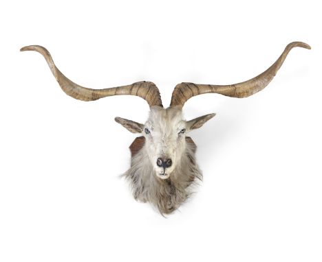 A TAXIDERMY GOATS HEAD, mounted on an oak shield panel, 115cm wide (across horns)