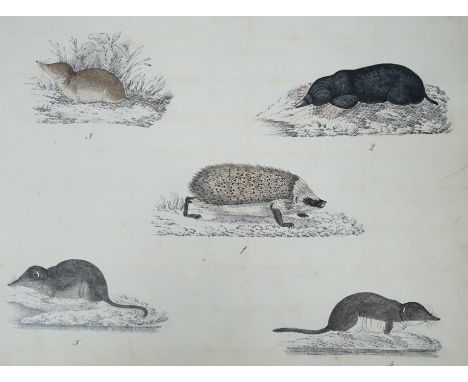 An early 19th century sketch book - wild birds and flowers, all indexed and described