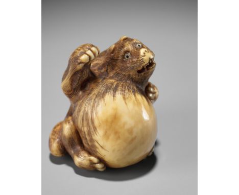 A RARE MARINE IVORY NETSUKE BY TANUKI HARA TSUZUMI, ATTRIBUTED TO MASATAMIAttributed to Masatami, unsignedJapan, Tokyo, secon