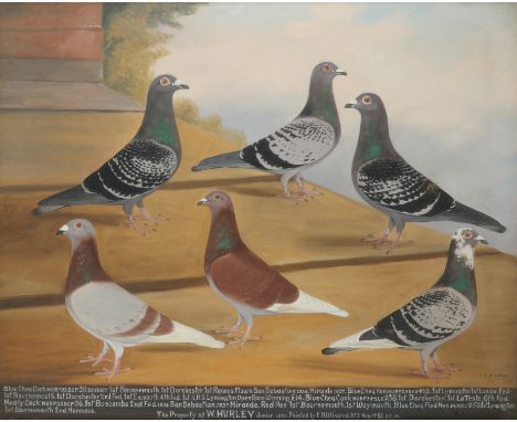 ‡ Edward Henry Windred (1875-1953) Portrait of six racing pigeons, the property of W. Hurley Jnr Signed, dated 1937 and inscr