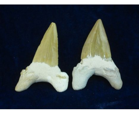 HUGE FOSSIL GIANT SHARK TEETH.   A pair of giant shark fossilised teeth 5-10