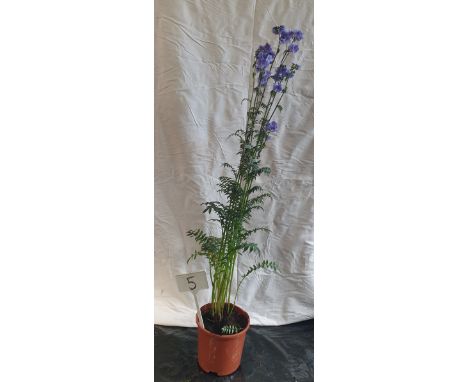 4ft Blue jacobs ladder. This lot is not available for in-house P&amp;P. 