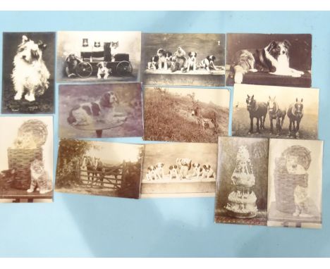 Twelve W R Gay RP postcards of kittens, dogs, horses, etc, together with fourteen of Thurlestone, including the golf links, H