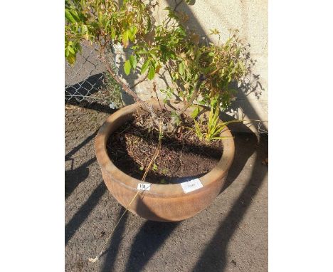 Large glazed planter with plant