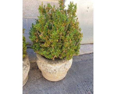Decorative reconstituted stone planter containing a box shrub