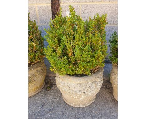 Decorative reconstituted stone planter containing a box shrub