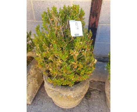 Decorative reconstituted stone planter containing a box shrub