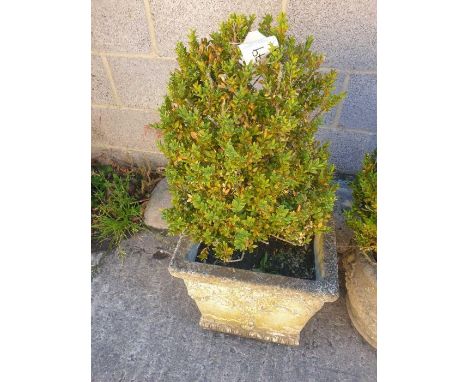 Square reconstituted stone planter containing a box shrub
