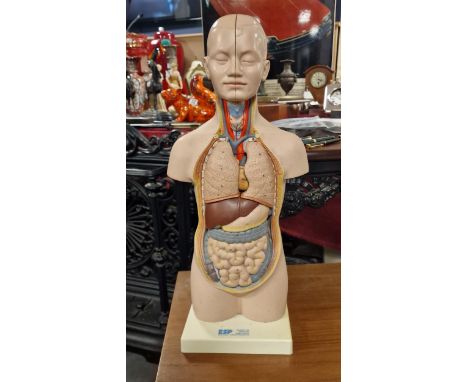 Anatomy Model Doctor's Training Anatomical Body Skeleton - Vintage example by ESP