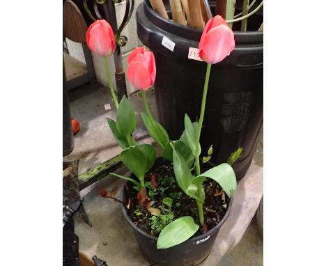 Planter with three poppies. Not available for in-house P&amp;P 