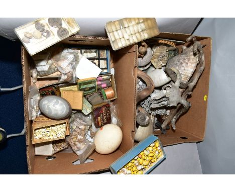 TWO BOXES OF FOSSILS, SHELLS, EMU AND OSTRITCH EGGS, ETC, including ammonites, nautilus shell, scallop shells, sheep skull, e