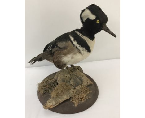 A vintage taxidermy of a Hooded Merganser duck stood mounted onto a circular wooden base. Approx. 28cm tall x 21cm diameter.