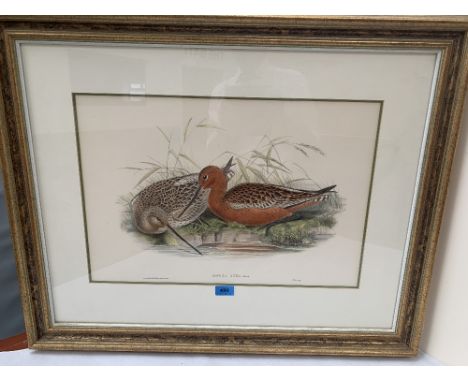 After John Gould. A hand coloured lithograph from Birds of Great Britain. 14' x 21'