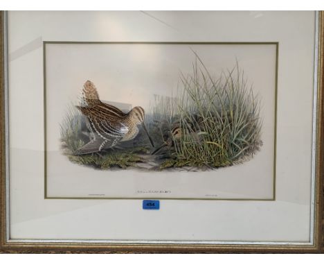After John Gould. A coloured Lithograph, Great Snipe, from 'Birds of Great Britain'. Framed and mounted 14' x 21'