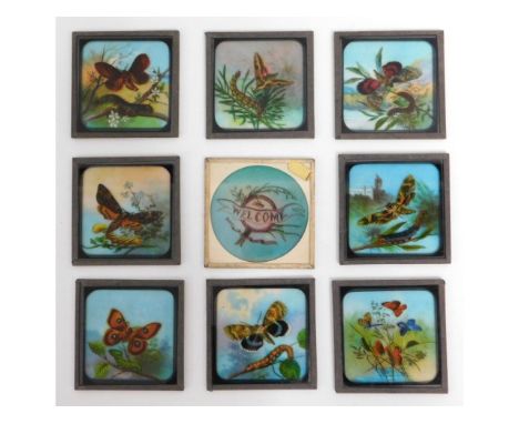 Nine glass butterfly related magic lantern glass slides, 3.25in sq