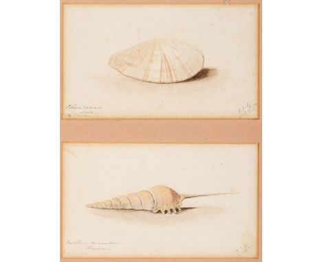 ERNEST HENRY GRISET (1843-1907) A STUDY OF MR. BRYCE MCMURDO WRIGHT'S SHELLS both initialled E.H.S., inscribed &amp; dated 18