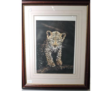 A print, after Steven Townsend, baby cheetah, 45 x 31cm, plus frame and glazed