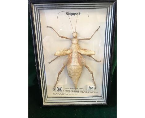 A framed Green Nymph Stick Insect