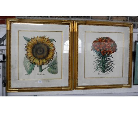 A REPRODUCTION BOTANICAL PRINT of a sunflower and another of a lily, both in gilt frames